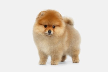 Pomeranian