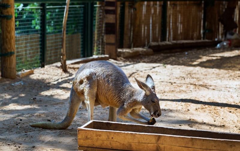 Toți cangurii de la Zoo Timișoara, uciși de maidanezi. Câinii au intrat noaptea în grădina zoologică