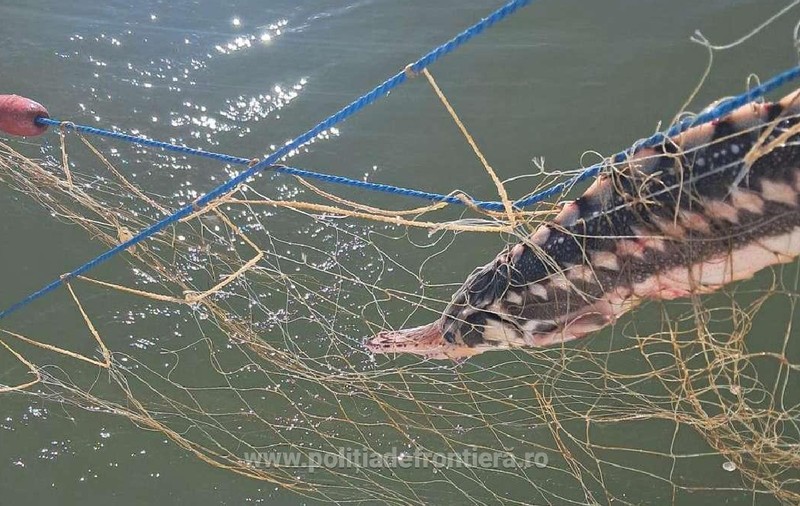 Cinci delfini, un rechin și șase sturioni, salvați din plase ilegale din Marea Neagră