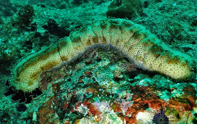 Un vierme din Pacific trăiește în acid și neutralizează arsenicul cu propria sa otravă