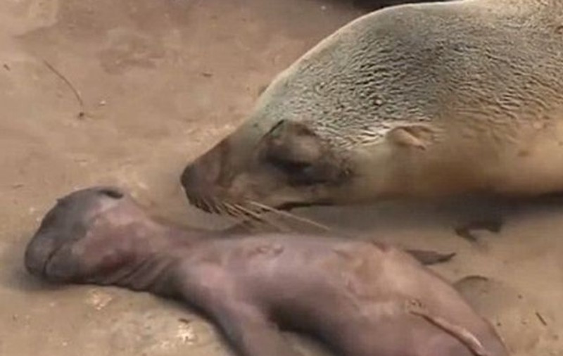 Imagini înduioşătoare. Un leu de mare "plânge" minute în şir lângă cadavrul puiului | VIDEO