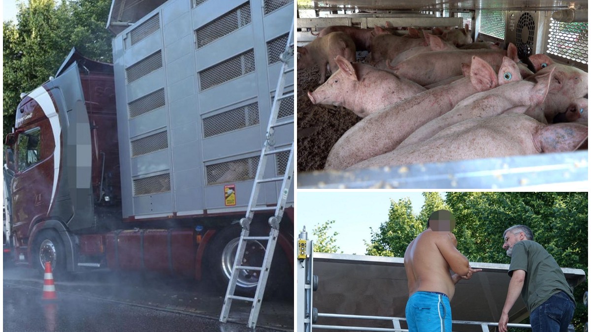 Porci