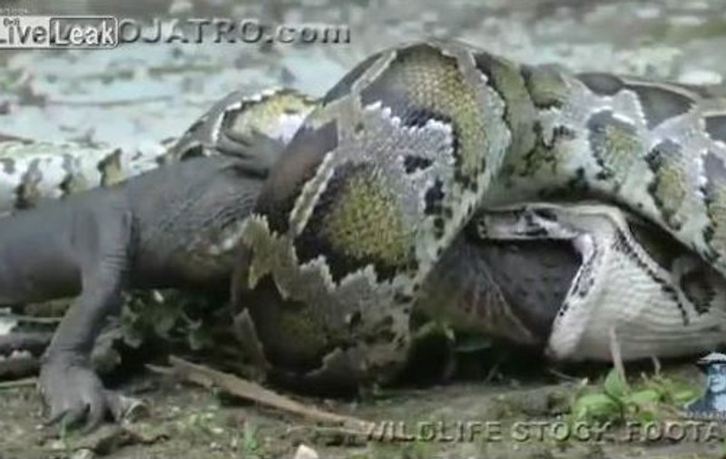 Un PITON înghite un aligator DE VIU? | VIDEO INCREDIBIL