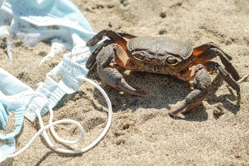Fauna marină e afectată de deșeurile crizei COVID