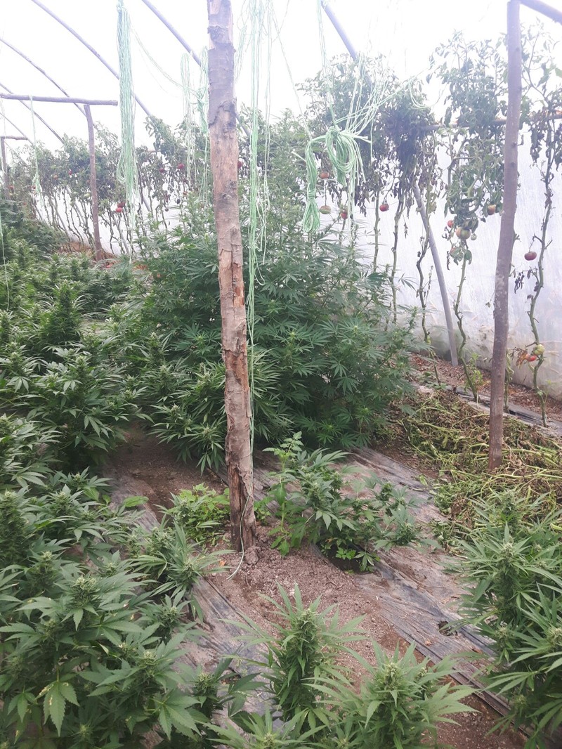Peste 150 de plante de canabis, descoperite în solariu