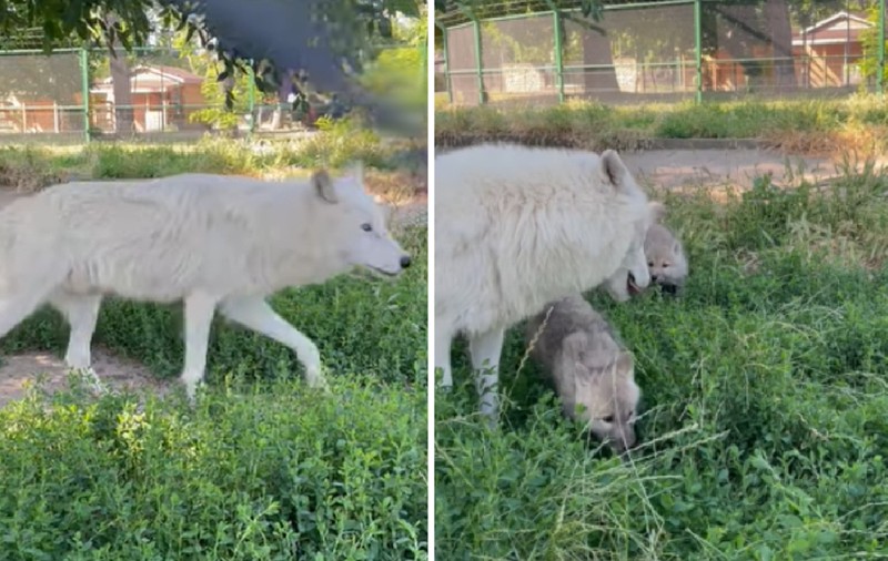 Doi pui de lup arctic pufoși s-au născut, iar acum se joacă, în Parcul Zoo din Oradea. Mama lor e din Cehia, tatăl din Franța I VIDEO