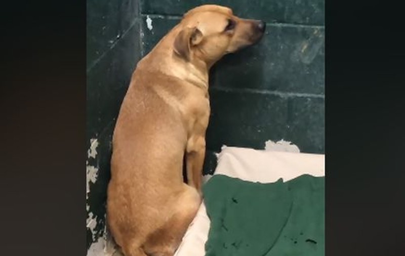 VIDEO | Un filmuleț sfâșietor arată suferința unui câine abandonat de stăpâni