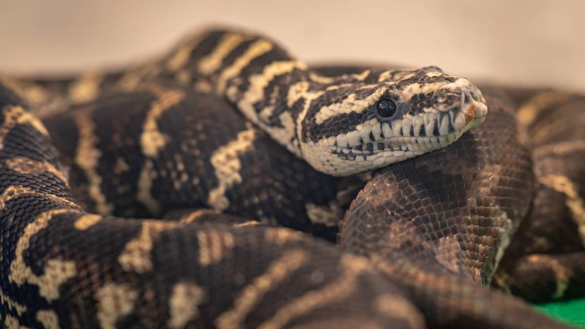 Cadru apropiat cu un piton constrictor, incolacit