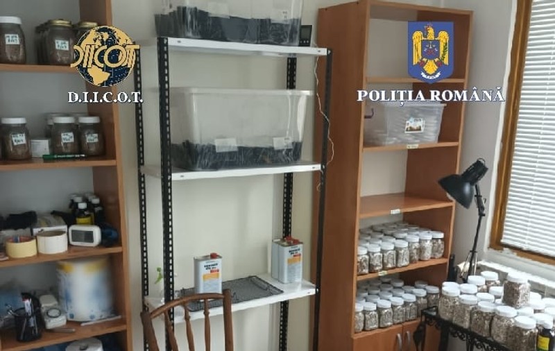 Laborator de LSD şi ciuperci halucinogene, descoperit în Bucureşti
