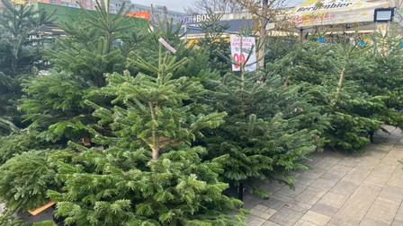 În Piața Moghioroș din București, cel mai ieftin brad natural costă 100 de lei