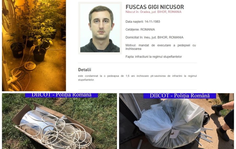 Tânăr agricultor din Bihor, care cultiva canabis în solarul de legume ridicat din fonduri europene, dat în urmărire generală