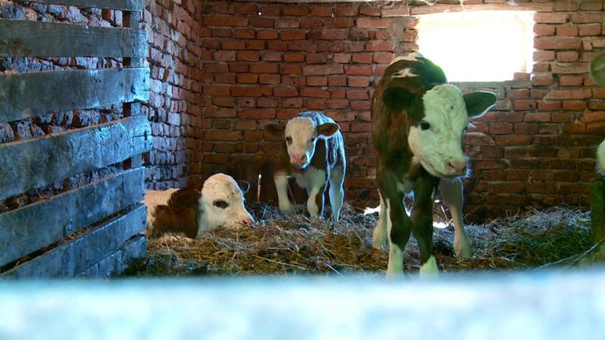 o vacă a fătat patru viței