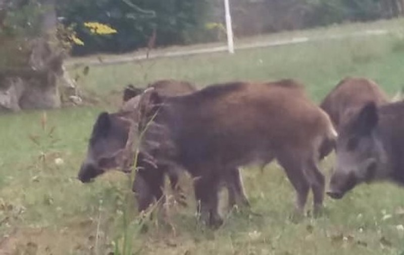Pesta porcină a ajuns și în județul Botoșani. Ce măsuri au dispus autoritățile locale