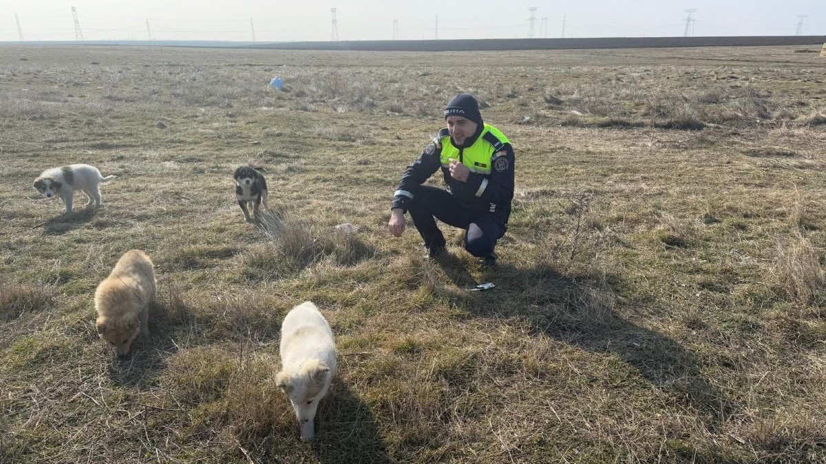 Soldatul britanic, pe câmp, alături de cei patru căței pe care i-a salvat
