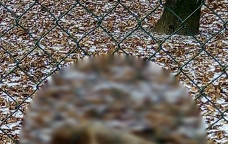 Un cerb a murit, după ce a mâncat ambalaje în județul Neamț