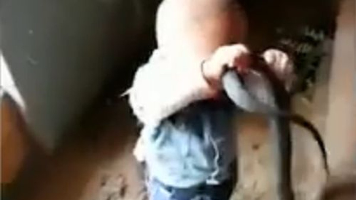 Momentul înfiorător în care un copil de nici 2 ani se joacă cu un șarpe uriaș