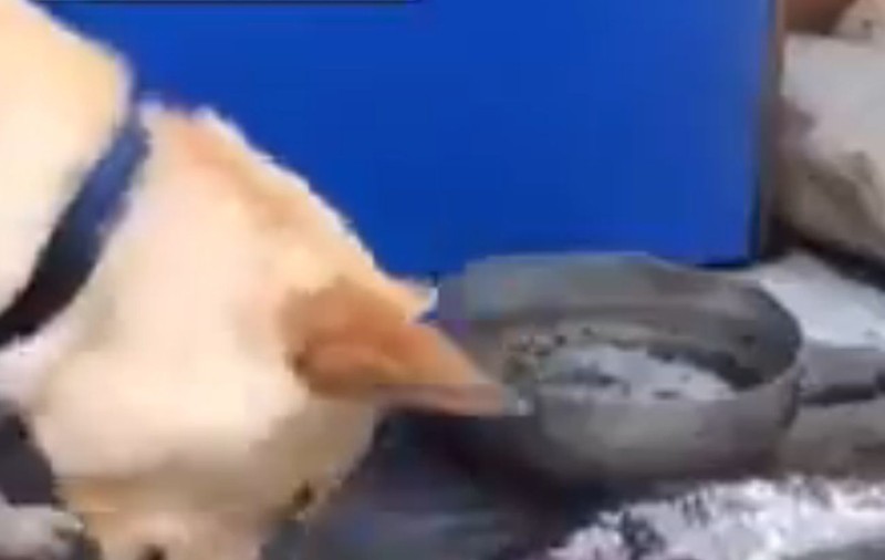 SCENE EMOŢIONANTE! În loc să MĂNÂNCE PEŞTII, CÂINELE ACESTA încearcă SĂ ÎI SALVEZE! VIDEO