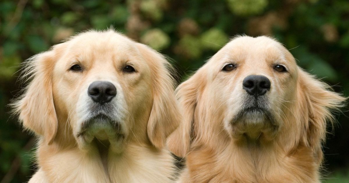 doi pui de câine din rasa golden retriever, identici