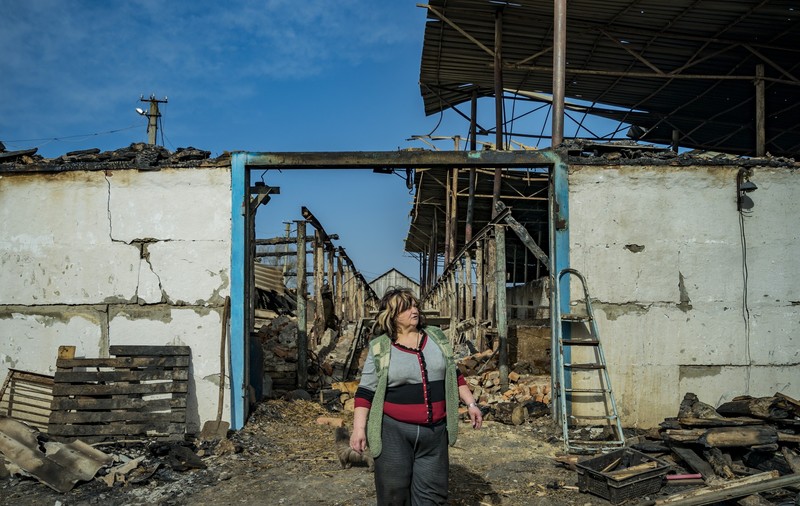 Fermă din Harkov, decimată de trupele ruse. „Au împușcat zeci de vaci și viței. De ce? Fiindcă de aici erau hrăniți copiii noștri”
