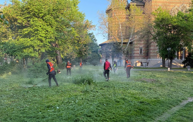 „Cosirea mozaicată”, un fiasco la Timișoara. Orașul a fost invadat de buruieni, după ploile abundente din aprilie: „Toate parcurile arată ca abandonate” 