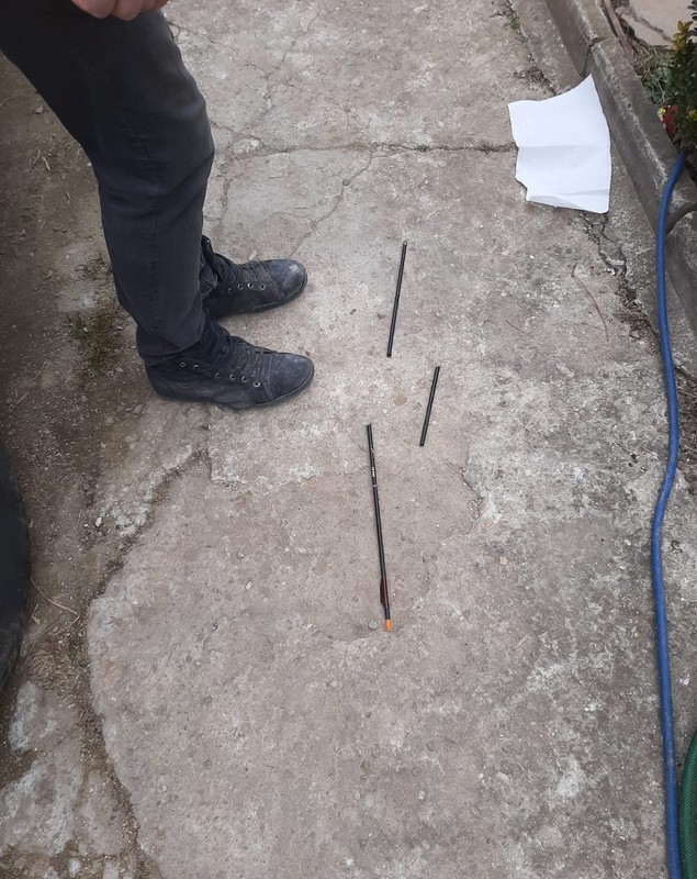 Mai multe pisici din Ilfov, vânate cu arbaleta. Poliția face verificări