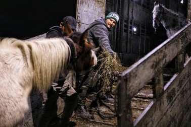 Un angajat al Primăriei Techirghiol îl îmbie cu fân pe unul dintre cai