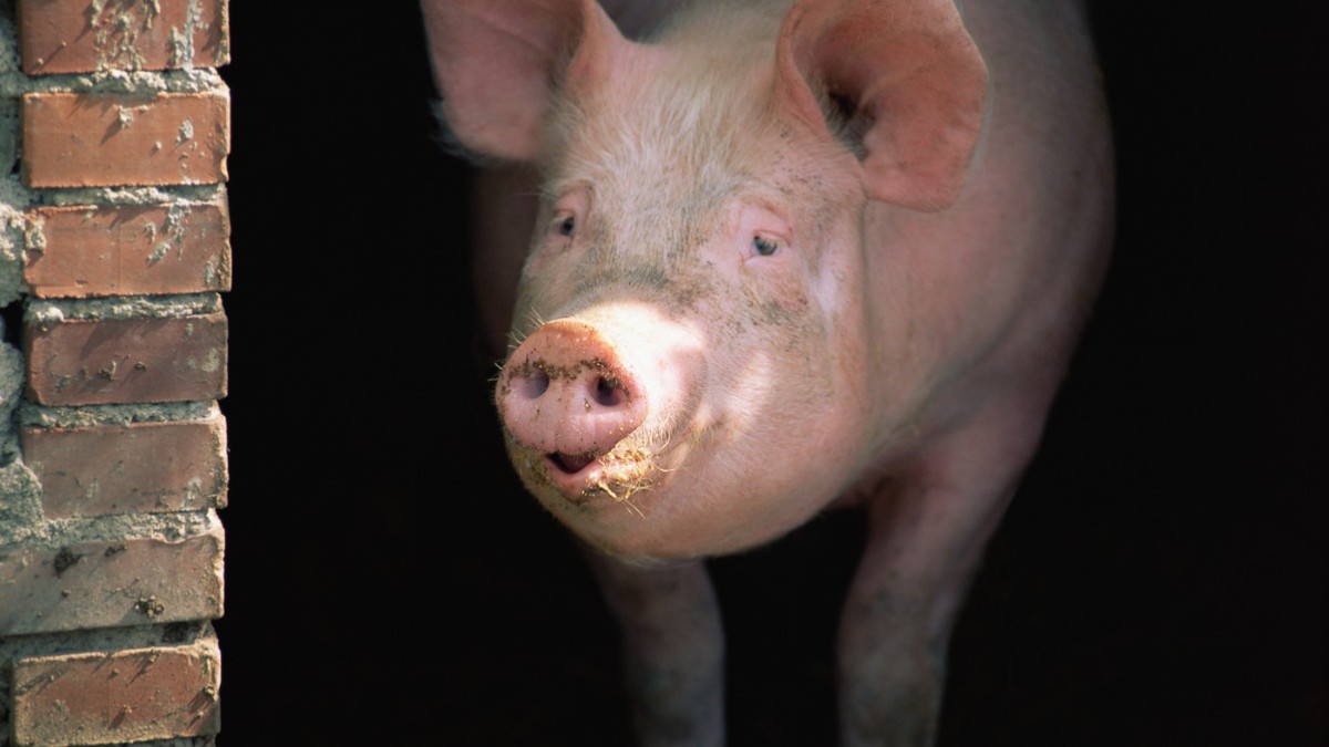 Un porc într-o încăpere din cărămidă.