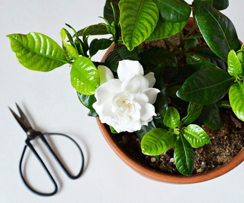 Înmultire gardenia