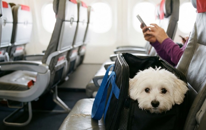 Cum călătoreşti cu animalul de companie în avion. Cum îl pregătești pentru mașină sau avion