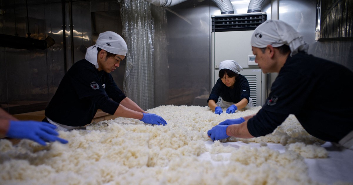 Muncitorii întind orez fiert la abur amestecat cu mucegai koji la Berăria Jozan din Fukui, Japonia.