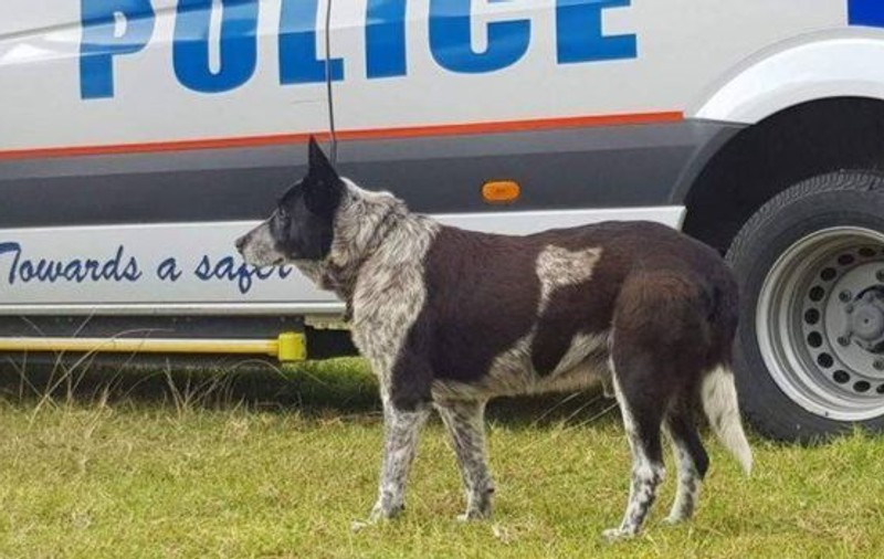 Un câine orb și surd a găsit o fetiță pierdută și a stat cu ea 16 ore până au ajuns salvatorii