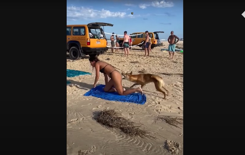 Momentul în care un câine dingo mușcă o turistă care făcea plajă în Australia. Animalul a fost ulterior „eutanasiat în mod uman" | VIDEO