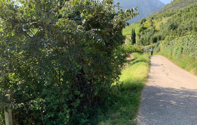 O româncă din Italia a fost acuzată că și-a omorât un copil nou-născut. Corpul acestuia a fost găsit într-un tufiș de niște turiști