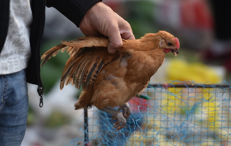 OMS anunță primul deces în rândul oamenilor cauzat de gripa aviară. Unde a fost înregistrat