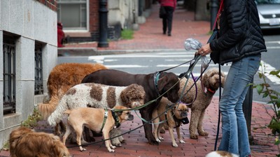 Dog,Walker,With,Eight,Dogs,On,Leashes.,Location:,Beacon,Hill,