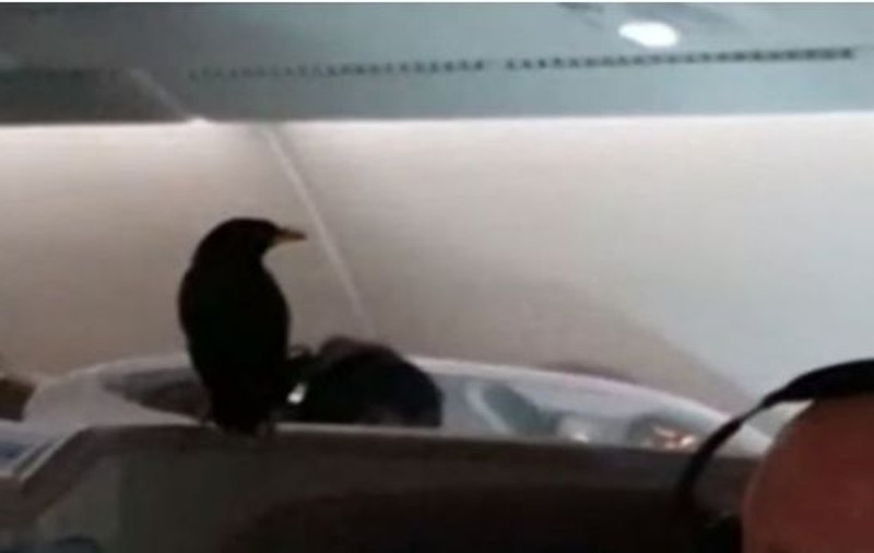 VIDEO | O pasăre a "călătorit" la business class într-un avion care zbura pe ruta Singapore - Londra. După cât timp a fost prinsă