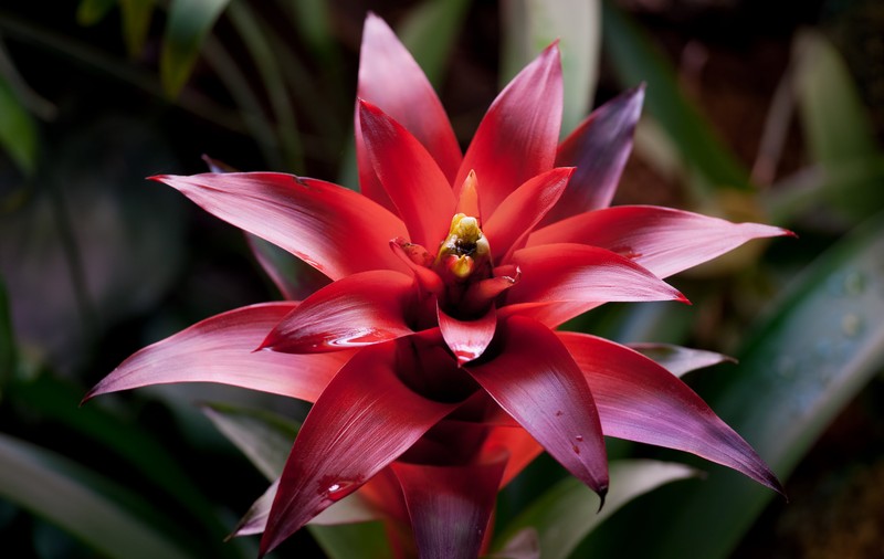 Bromelia - sfaturi de îngrijire a acestei plante deosebita