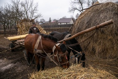 Caii de la căruța lui Ion Răchită se numesc Mutu și Stela