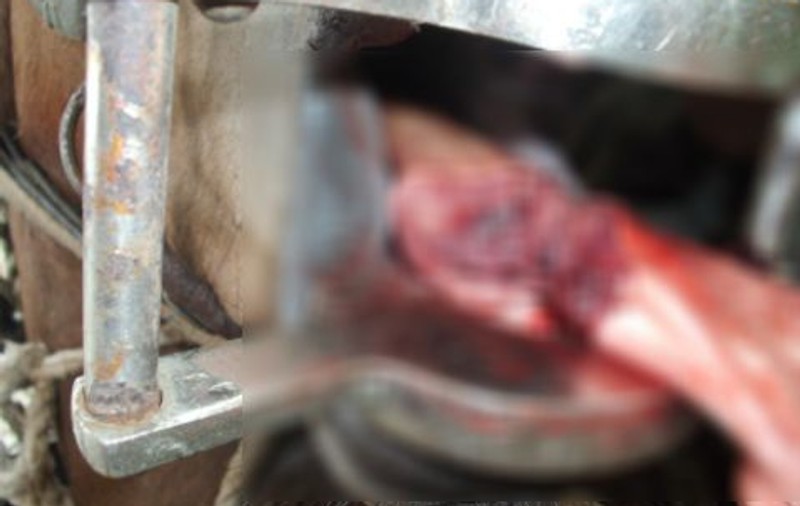 RĂZBUNARE DEMENTĂ în stil românesc! Un bărbat a tăiat limbile cailor vecinilor săi | ATENŢIE IMAGINI ŞOCANTE