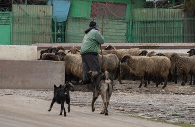 Oile familiei Ţucă sunt mânate de un cioban spre cişmeaua din satul Cetatea, judeţul Constanţa | Foto: Vlad Chirea