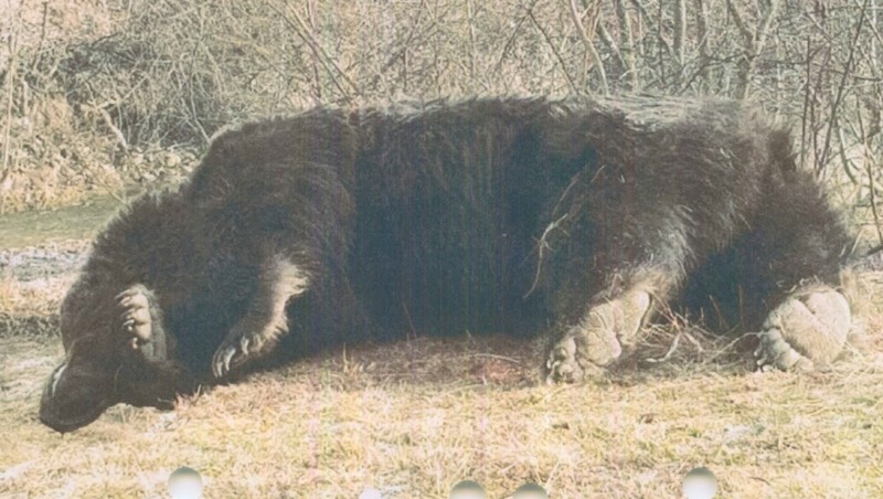 Ursul Arthur împușcat. Foto: Agent Green