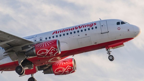AnimaWings a cerut insolvența, iar zeci de curse sunt anulate. Ce pot face românii care s-au trezit cu zborul anulat și cum își pot salva vacanța. Sursă foto: Shutterstock