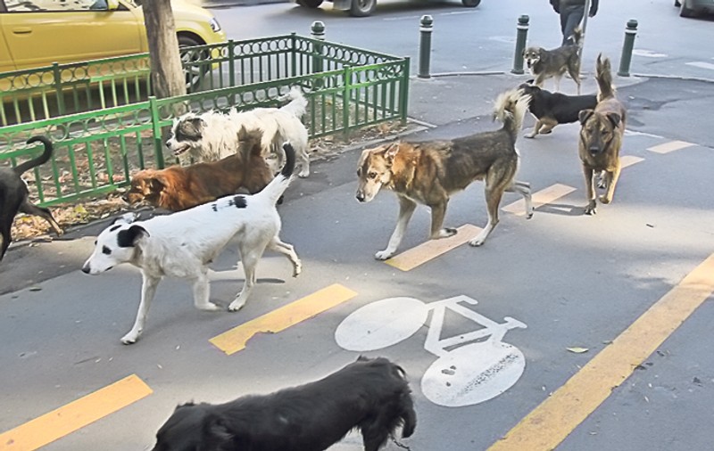 Îngrijorător! Avem 64.704 maidanezi în Capitală! Potrivit autorităţilor, în doar un an, numărul oficial al maidanezilor a crescut cu aproape 10.000