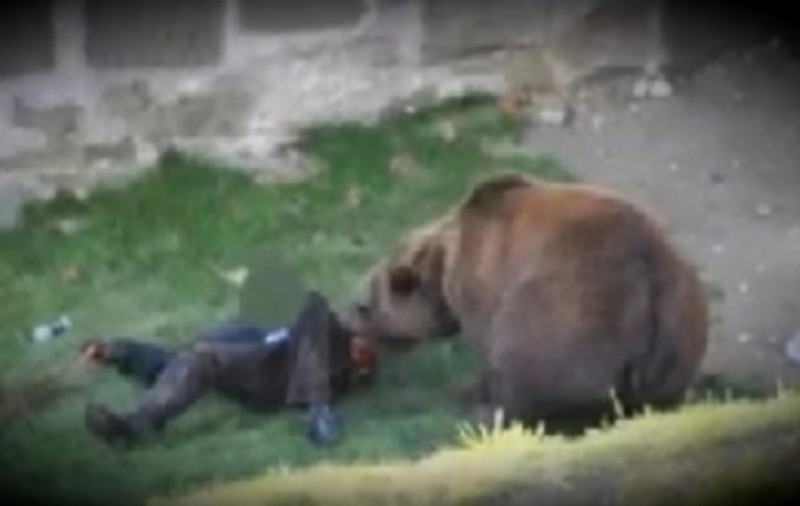 Un bărbat a fost ucis de un urs în Mureș. Doi copii minori au rămas orfani