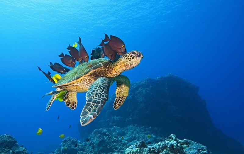 Descoperă secretele din adâncul oceanelor