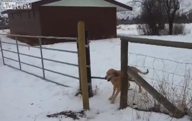 E ăsta cel mai PROST câine din lume? | VIDEO