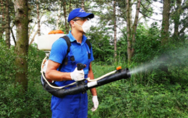 Începe atacul împotriva gândacilor. Spațiile verzi din Sectorul 6 vor fi stropite împotriva dăunătorilor, dar substanțele pot fi toxice pentru animalele de companie