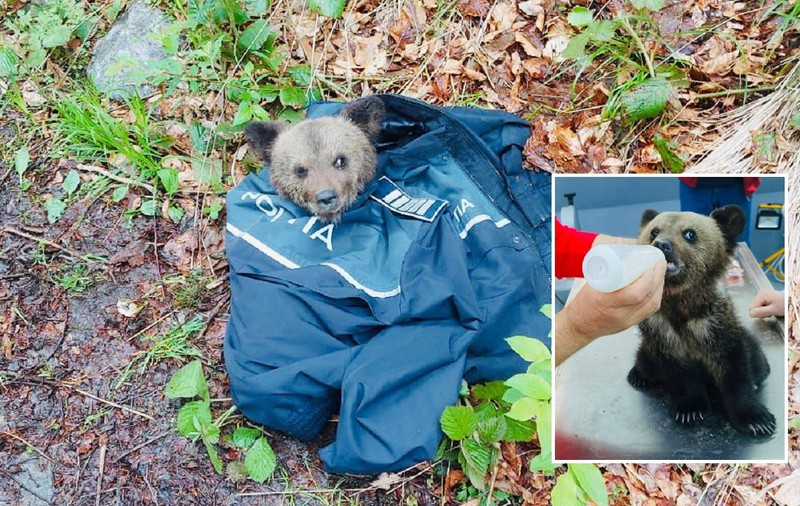 Ursuleț de 3 kg salvat de polițiști într-o pădure din Sibiu, lângă Porumbacu de Sus