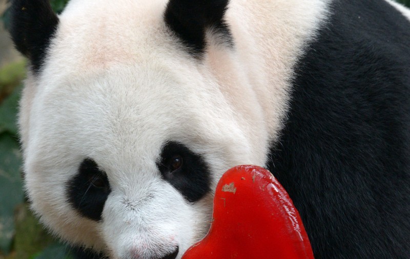 A murit cel mai longeviv urs panda gigant din lume! Jia Jia avea 38 de ani