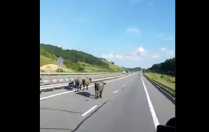 Vaci pe autostradă, între Cluj și Turda. Animalele se plimbau nestingherite pe A3